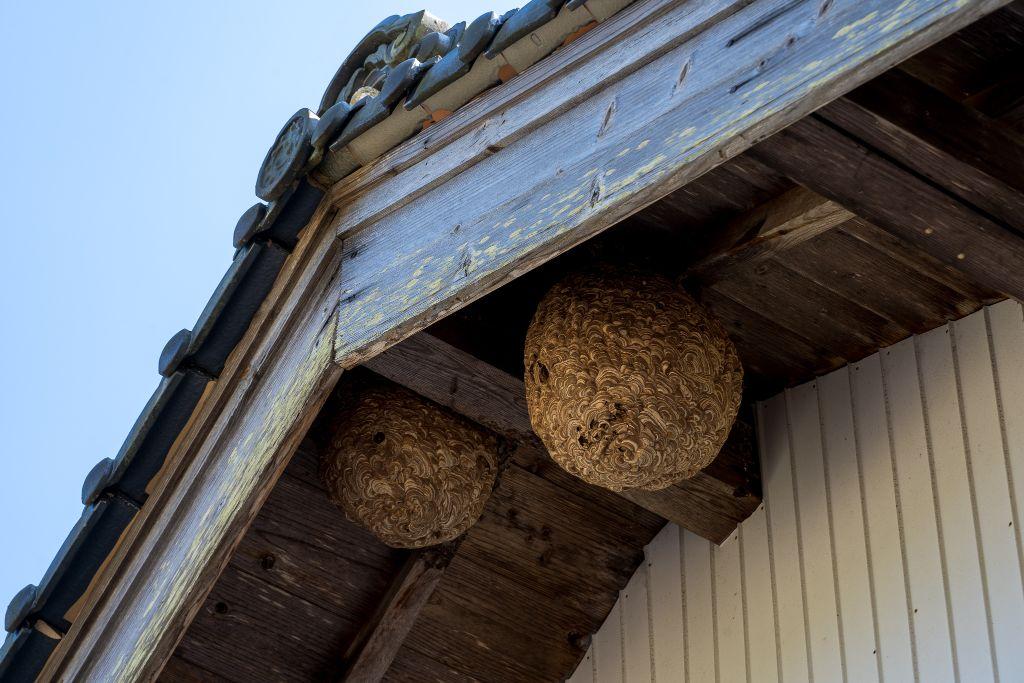 屋根の下にできたハチの巣