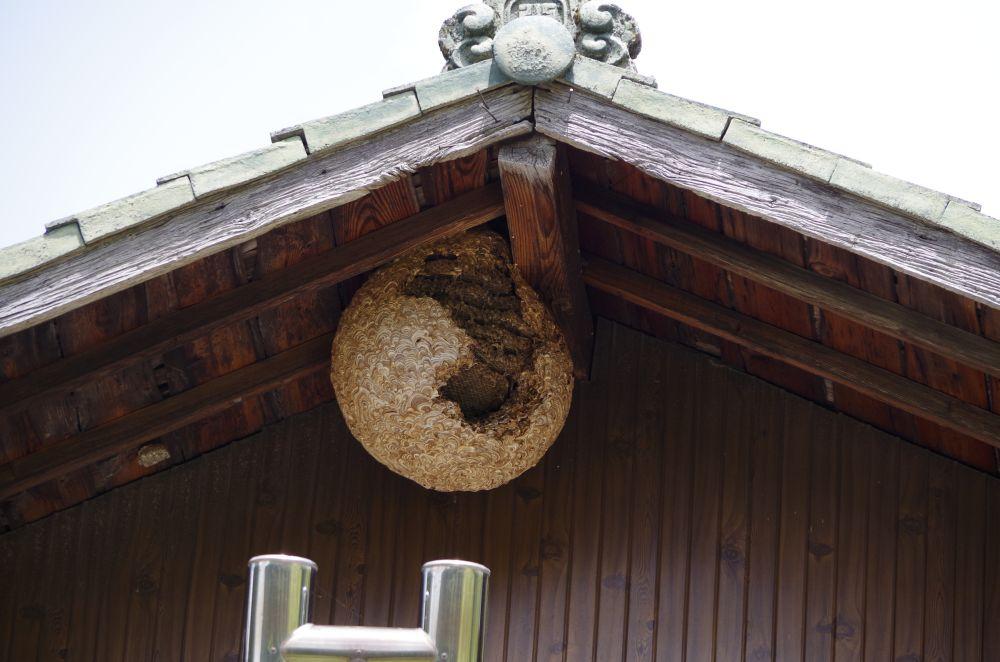屋根の下にできたハチの巣