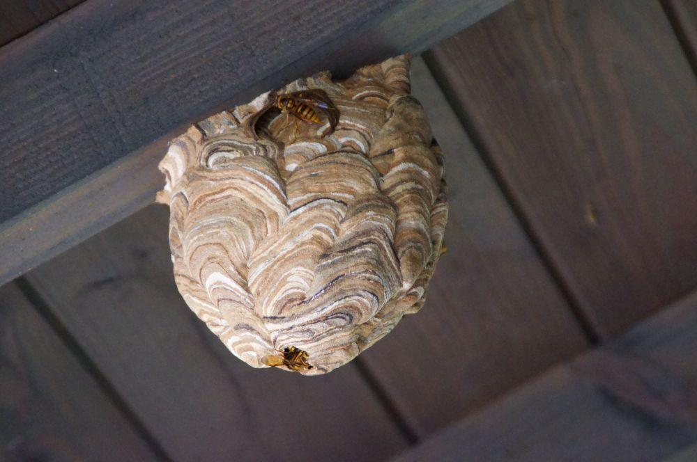 屋根にできたハチの巣