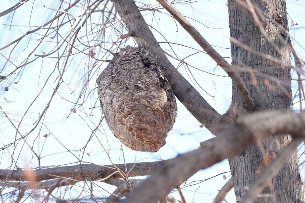 木にできたハチの巣