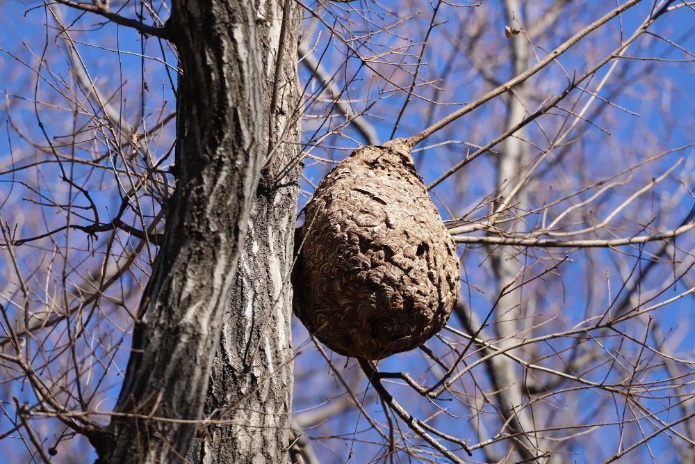 木にできたスズメバチの巣
